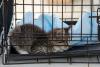 Humane Society Anniversary Day