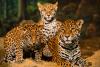 Jaguar Day (International)
