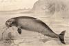 Remembrance Day for Lost Species