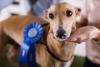 Dog Show Broadcast Day