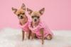 Twin With Your Dog Day