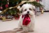 Buy a Gift for Your Pet Day