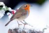 Robin Bird Day 