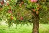 Apple Tree Day