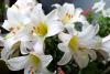 Lily Flower Day