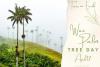 Wax Palm Tree Day