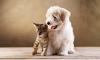 Pet Day