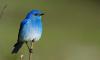 Audubon Day