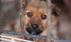 Adopt a Shelter Pet Day