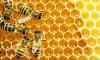 World Honey Bee Day