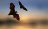 Bat Night