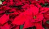 Poinsettia Day