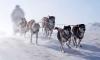 Sled Dog Day