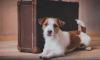 Pet Travel