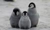 Penguins