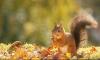 Squirrel Appreciation Day