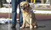 Seeing Eye Dog Day