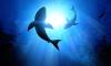 Shark Awareness Day