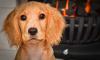 pet fire safety day