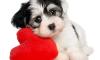 No Pet Store Puppies Day