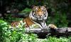 International Tiger Day