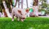 Pig Day