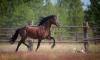 World Horse Day