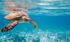 Sea Turtle