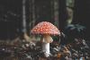 Day of the Mushroom