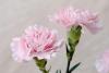 Carnation Day