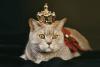 Respect Your Cat Day