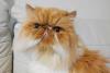 Cat Day