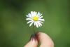 Daisy Day