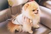 Little Pampered Dog Day