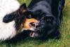 Dog Fighting Awareness Day