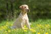 Lost Dog Awareness Day