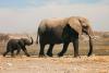 Save the Elephant Day