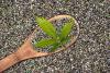 International Hemp Day