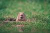 Groundhog Day