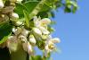 Orange Blossom Day