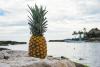 Pineapple Day