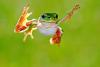 Frog Jumping Day