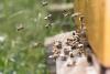 World Bee Day