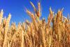 Grain Free Day