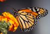 Start Seeing Monarchs Day