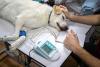 Pet CPR Day