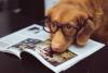 Pet Owners Independence Day
