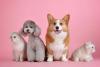 World Spay Day