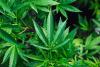 Hemp Day