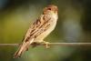 World Sparrow Day